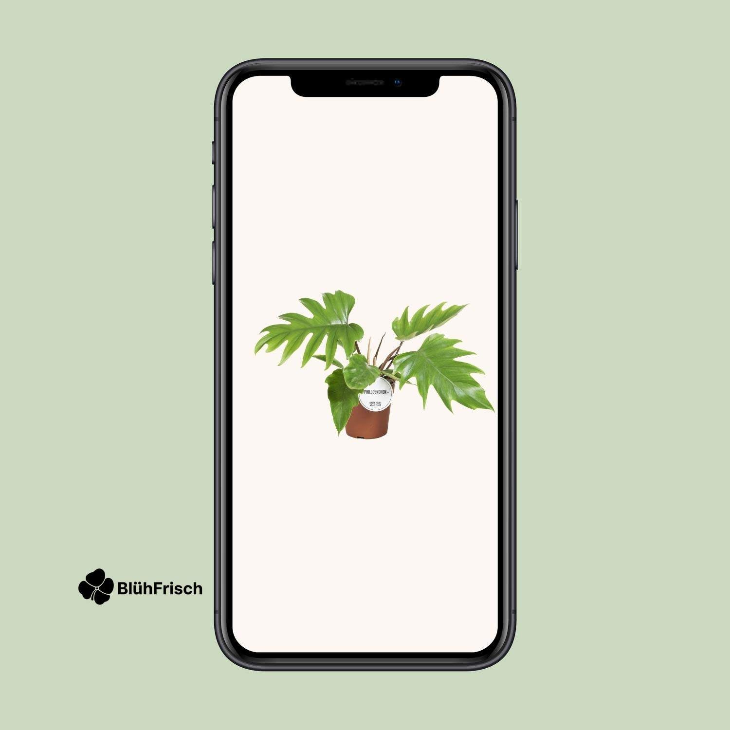 Philodendron Mayoi - Ø15cm - ↕35cm