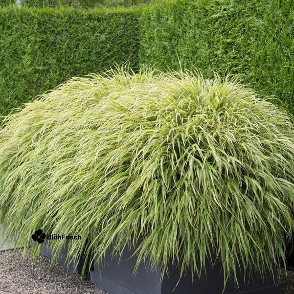 24x Hakonechloa macra - ↕10-25cm - Ø9cm