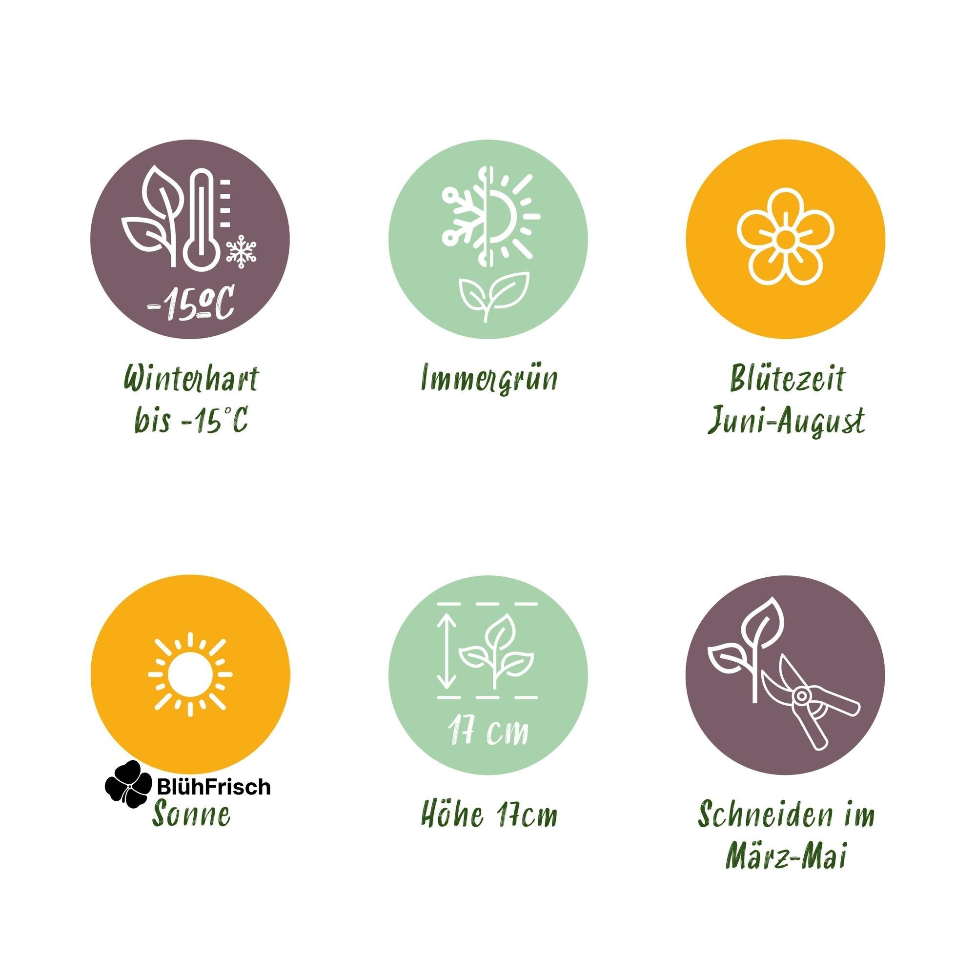 GreenboutiQ - Bodendecker - Winterhart - Delosperma Jewel of Dessert - 4 Pflanzen - Farben Rot - Orange - Lila - Rosa - Wenig Pflege - Topf 14cm Höhe 17cm