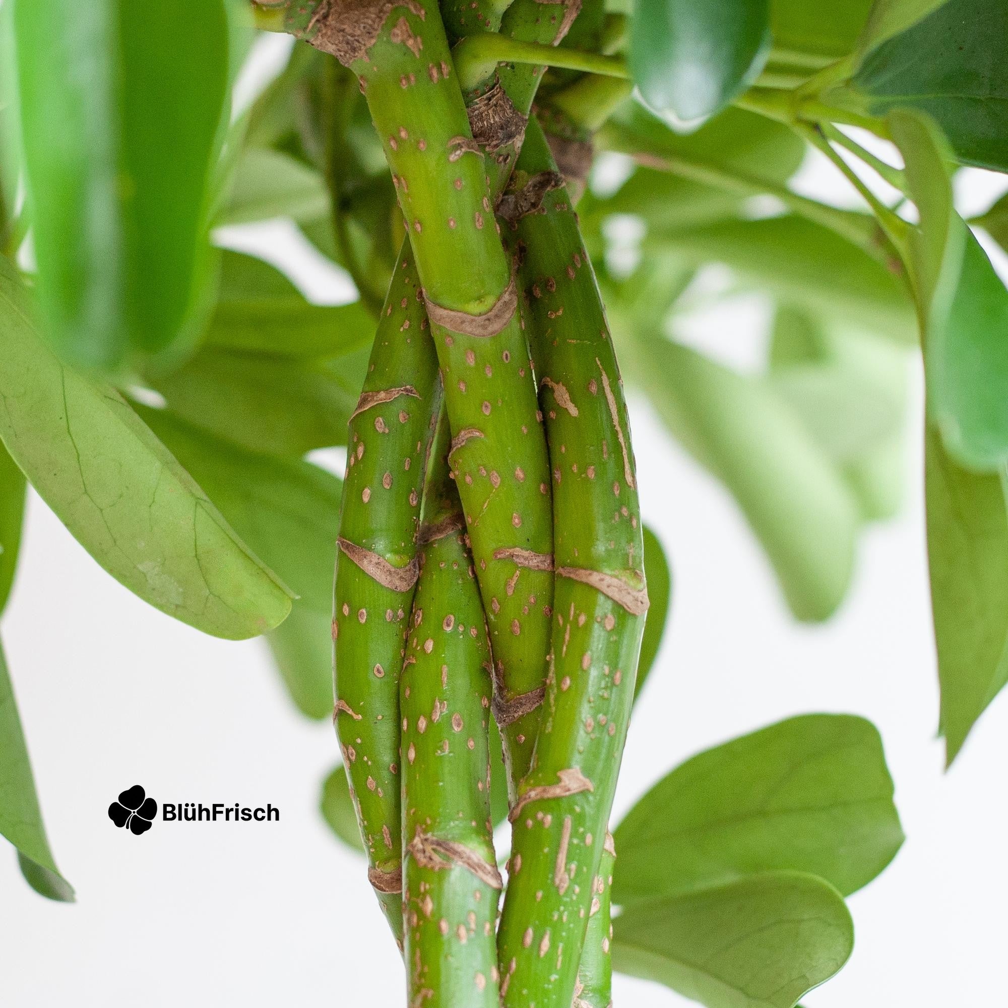 Schefflera Arab Nora mit Korb Sofia natur - 70cm - Ø21