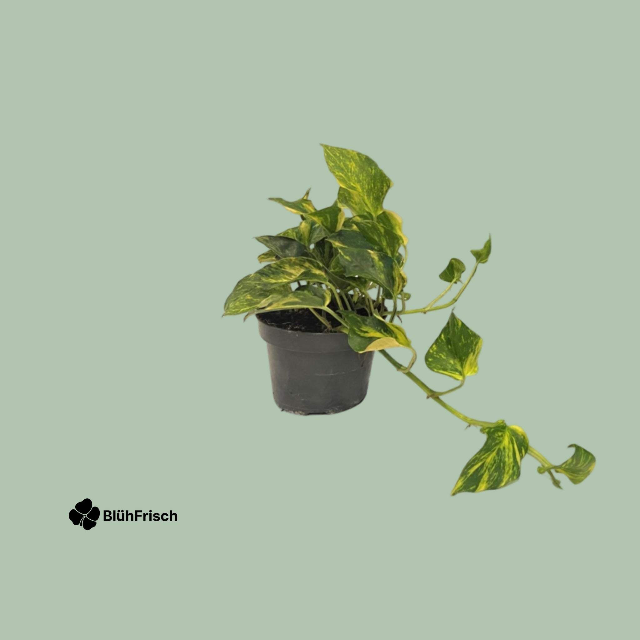 Scindapsus Epipremnum Efeutute Gold - Ø12cm - ↕25cm