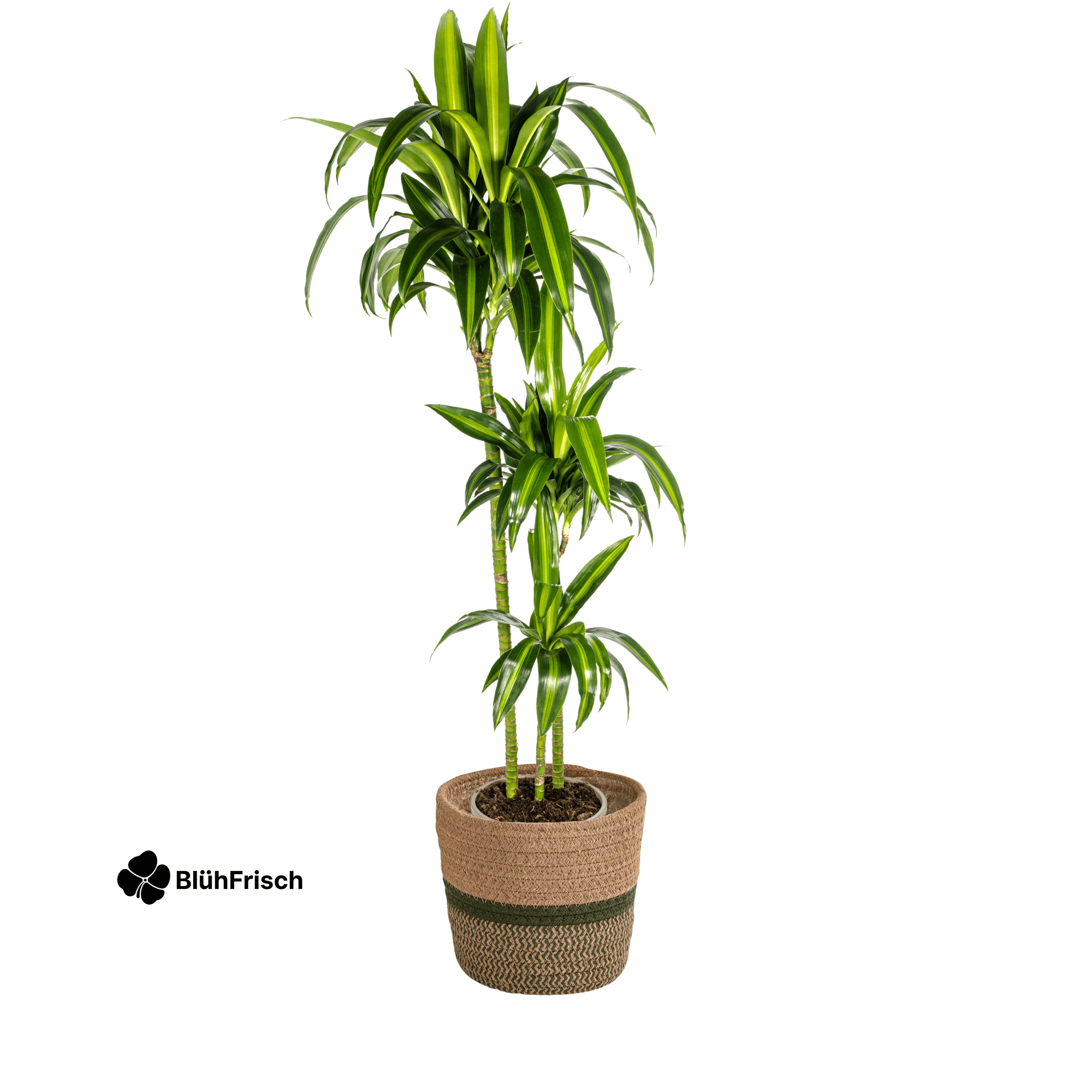 Dracaena Hawaiian Sunshine mit Korb 130 - 150cm