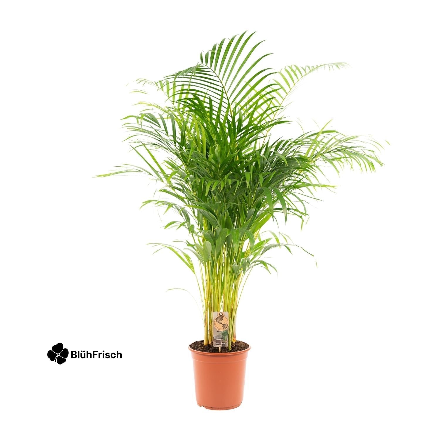 Areca-Palme - Ø21cm - ↕130cm