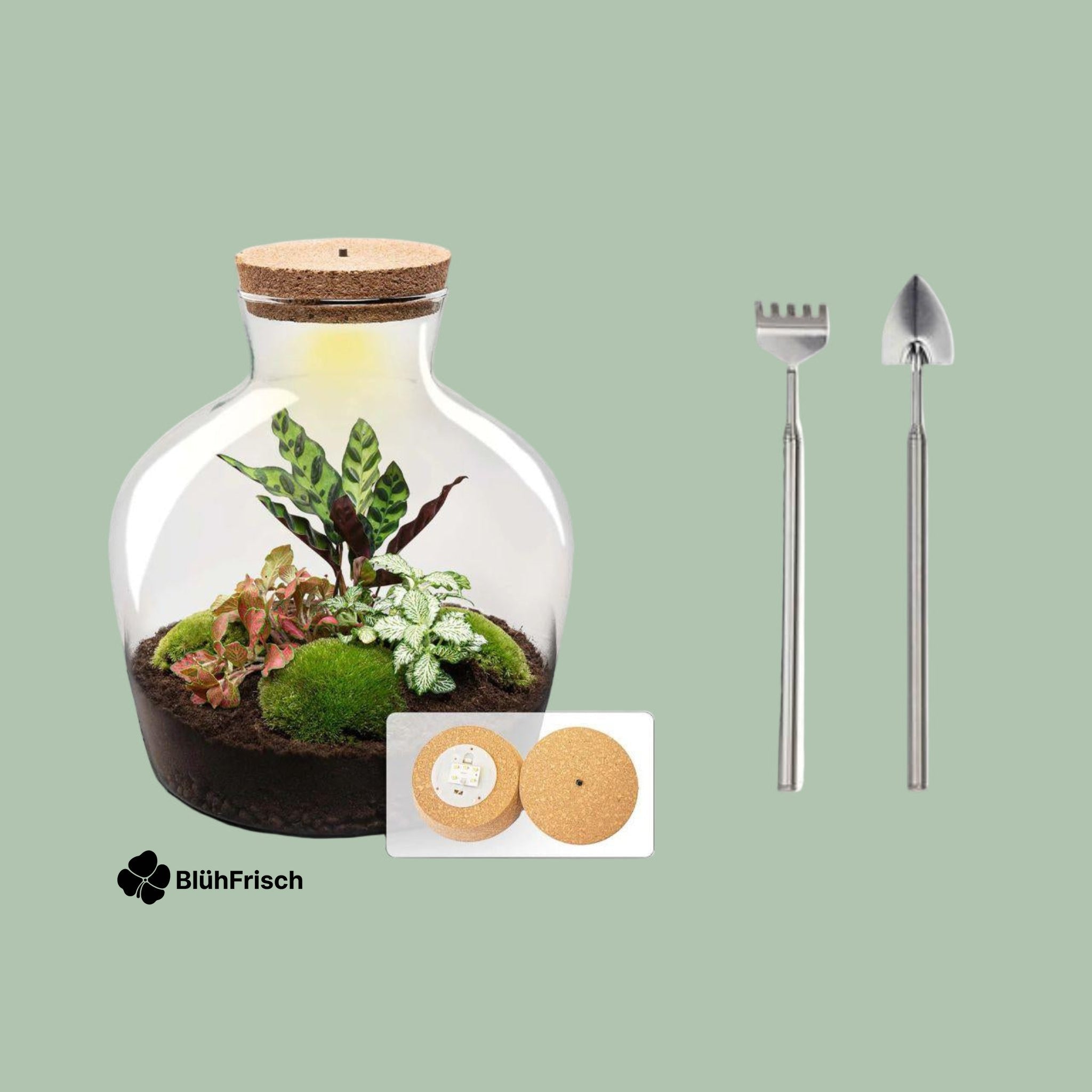 DIY terrarium - Fat Joe Rood - ↕ 30 cm + Rake & Shovel