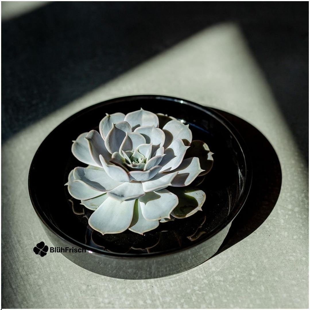 ROOTLESS Succulent Echeveria Lilacina in Schale 'schwarz' Ø20 cm - ↕5 cm