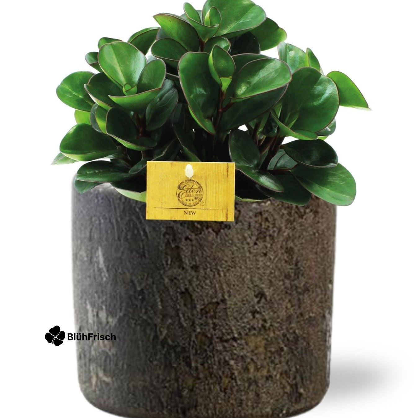 Peperomia Burning Bush - Ø15cm - ↕25cm + Maas Pot D16x14cm - Braun