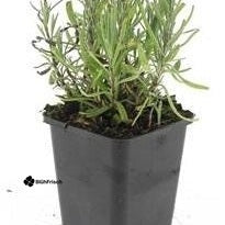 24x Lavandula ang. 'Munstead' - ↕10-25cm - Ø9cm