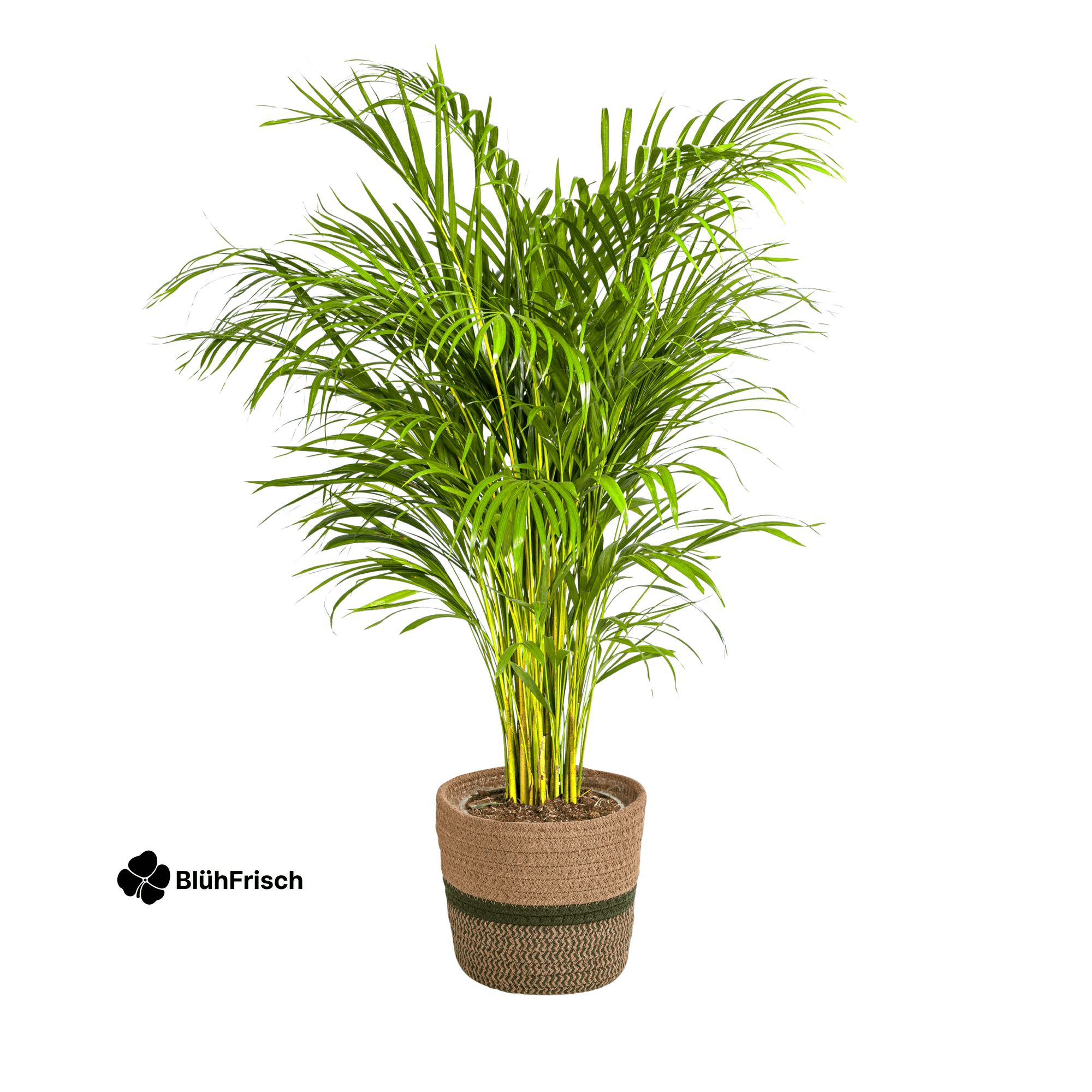 Dypsis Areca Lutescens mit Korb 120 - 140cm