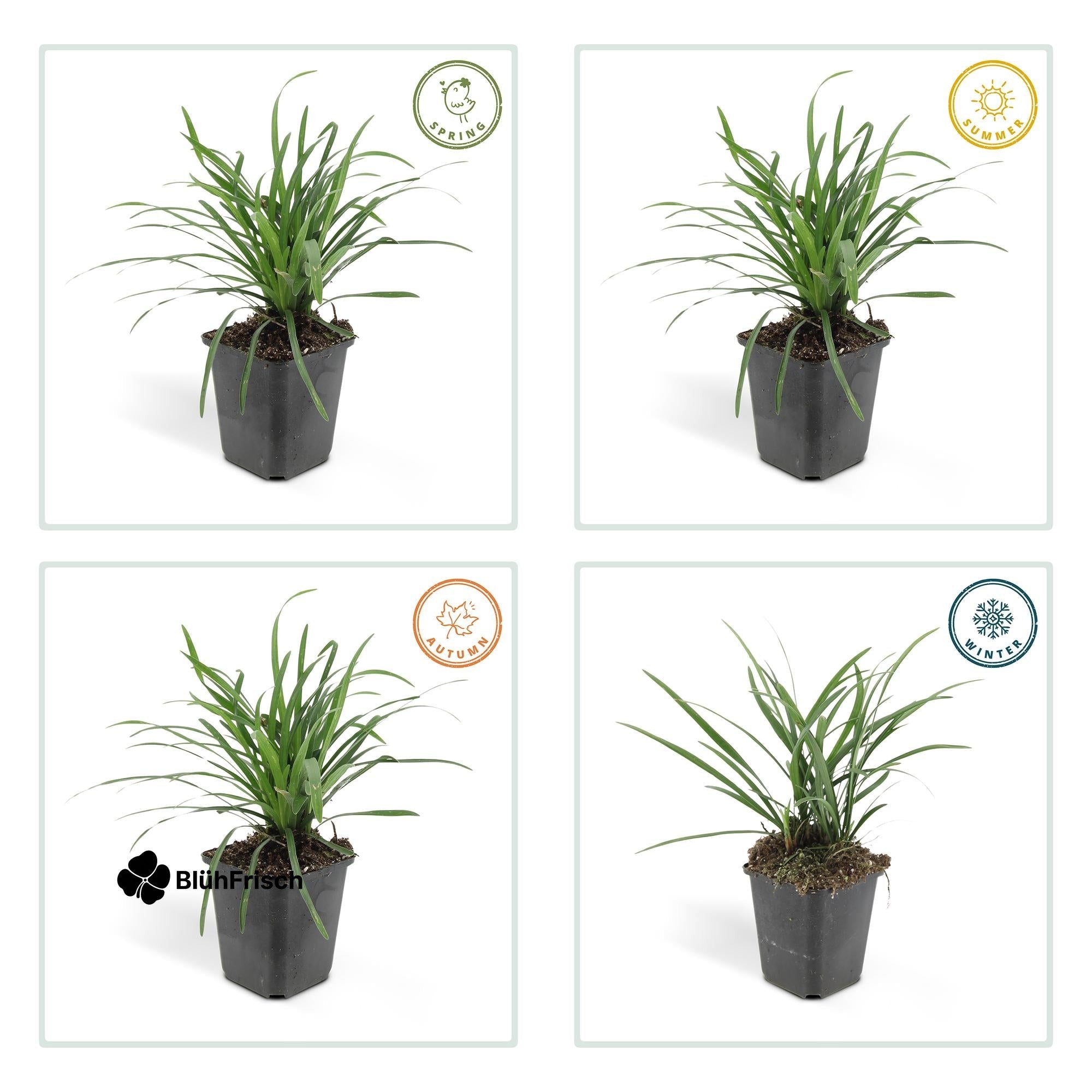 24x Liriope muscari 'Big Blue' - ↕10-25cm - Ø9cm