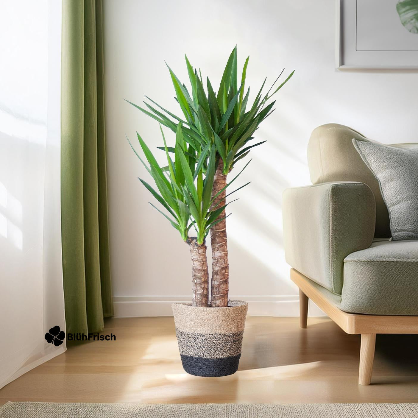 Yucca Elephantipes mit Korb Lissabon Schwarz - 90cm - Ø21