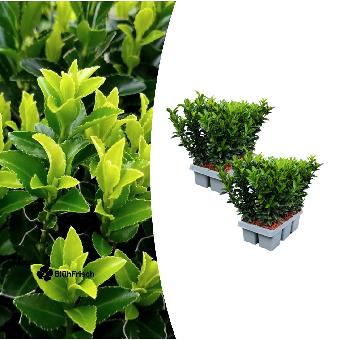 2 x 6er-Pack Euonymus 'Green Spire' – Ø 7 cm – ↨ 15 cm
