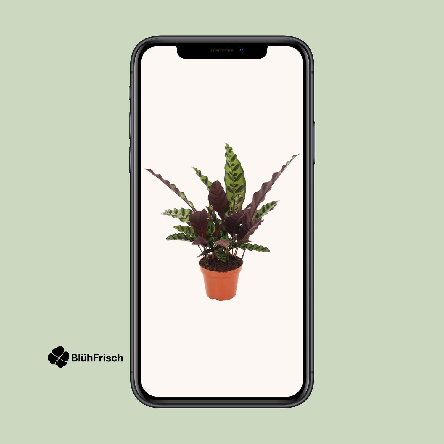 Calathea Insignis - Ø12cm - ↕50cm