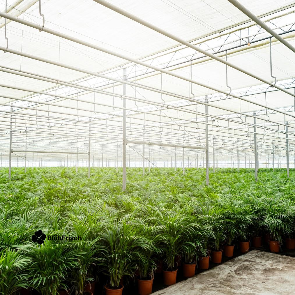 Areca-Palme - Ø21cm - ↕130cm