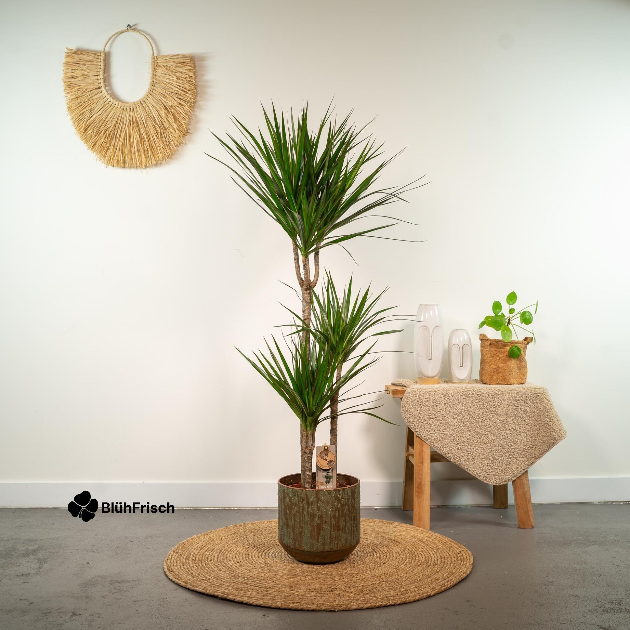 Dracaena Marginata - Ø21cm - ↕120cm