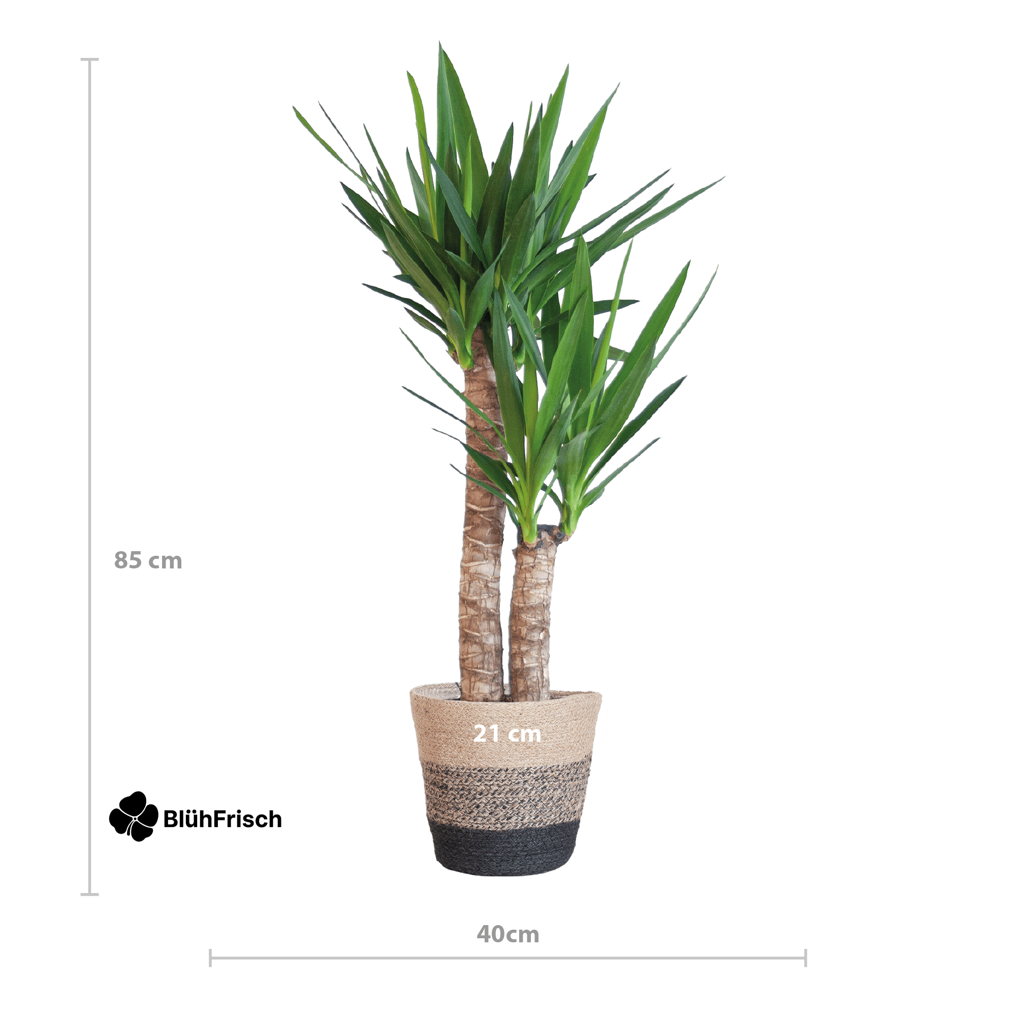 Yucca Elephantipes mit Korb Lissabon Schwarz - 90cm - Ø21