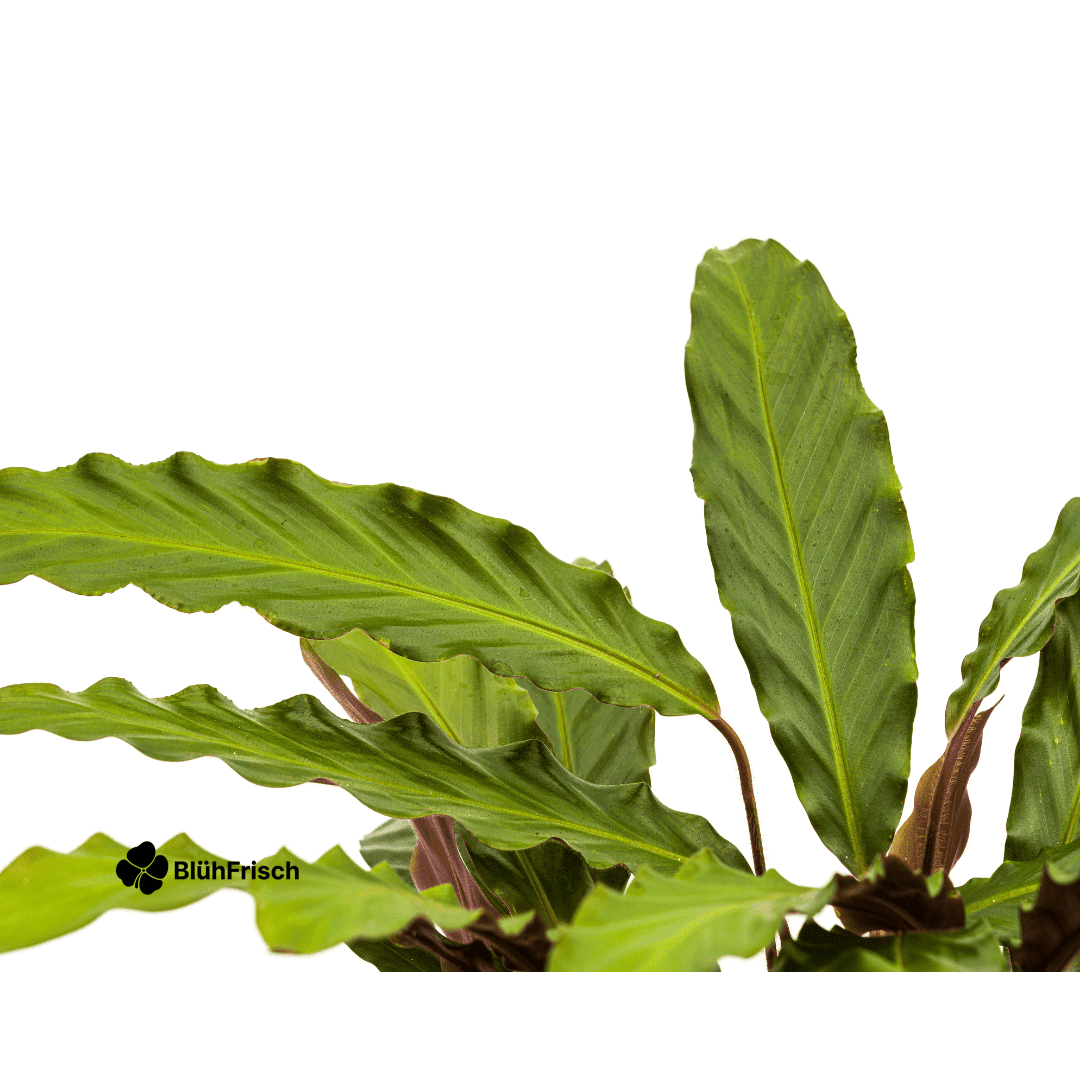 Calathea Rufibarba Ø27cm - ↕60 - 80cm