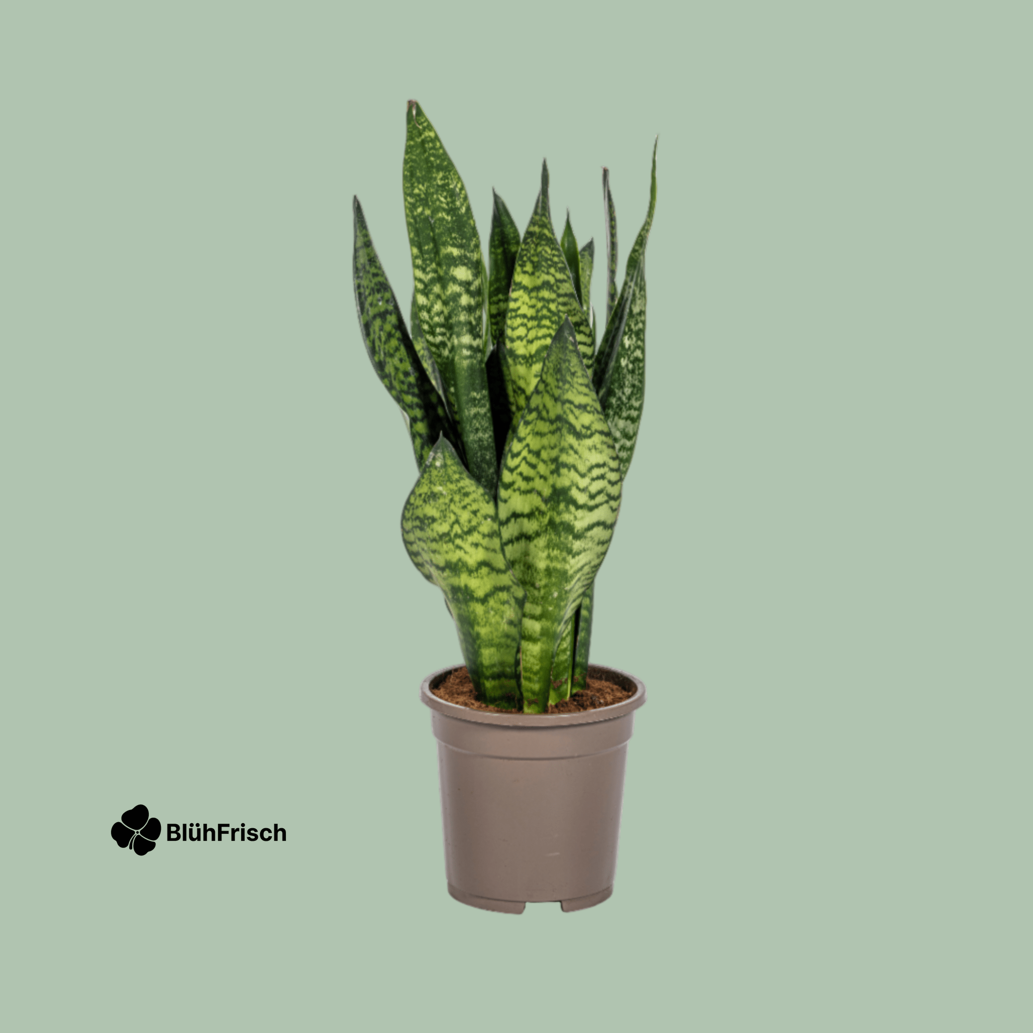 Sansevieria Trifasciata Bogenhanf Ø17cm - ↕55 - 65cm