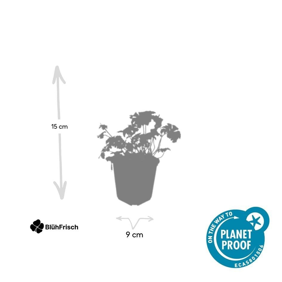 24x Geranium sang. 'Album' - ↕10-25cm - Ø9cm
