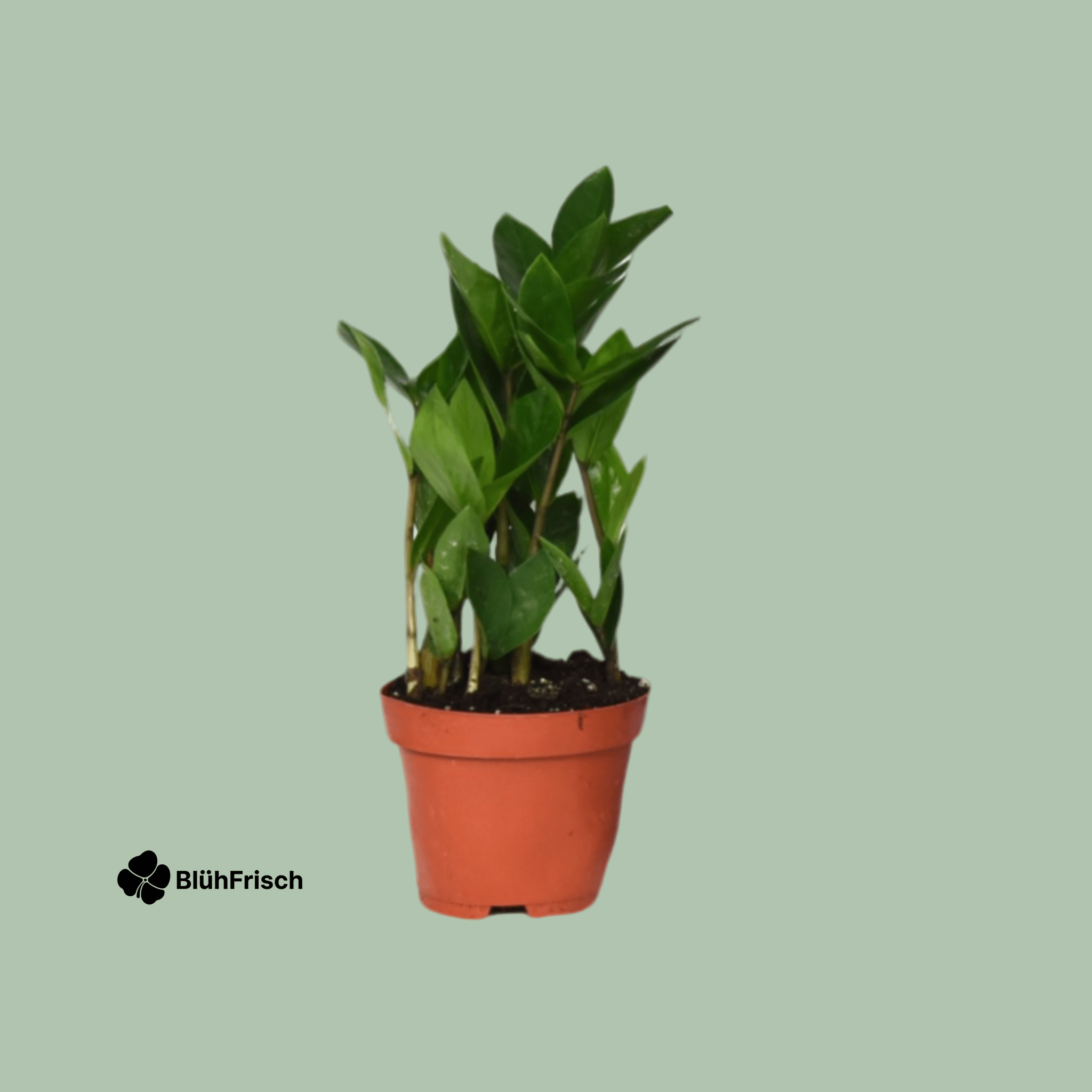 Zamioculcas Glücksfeder - Ø12cm - ↕30cm