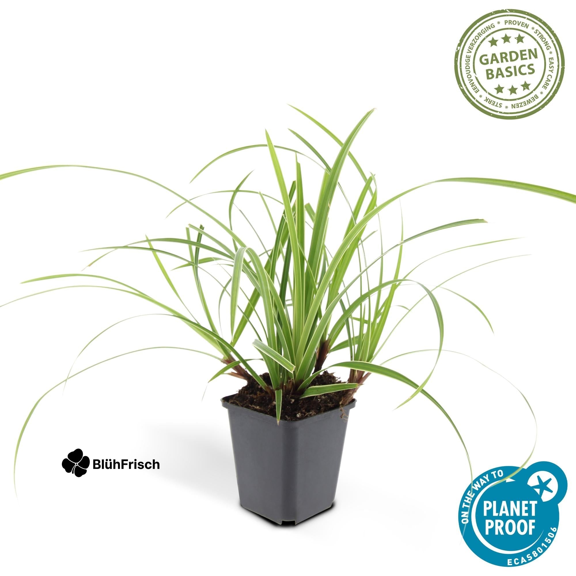 24x Carex morrowii 'Ice Dance' - ↕10-25cm - Ø9cm