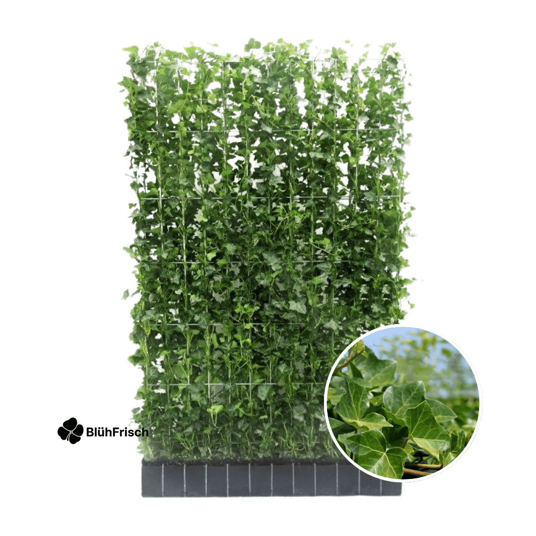 Hedera Hibernica - Efeu - Fertighecke - ↨150 cm