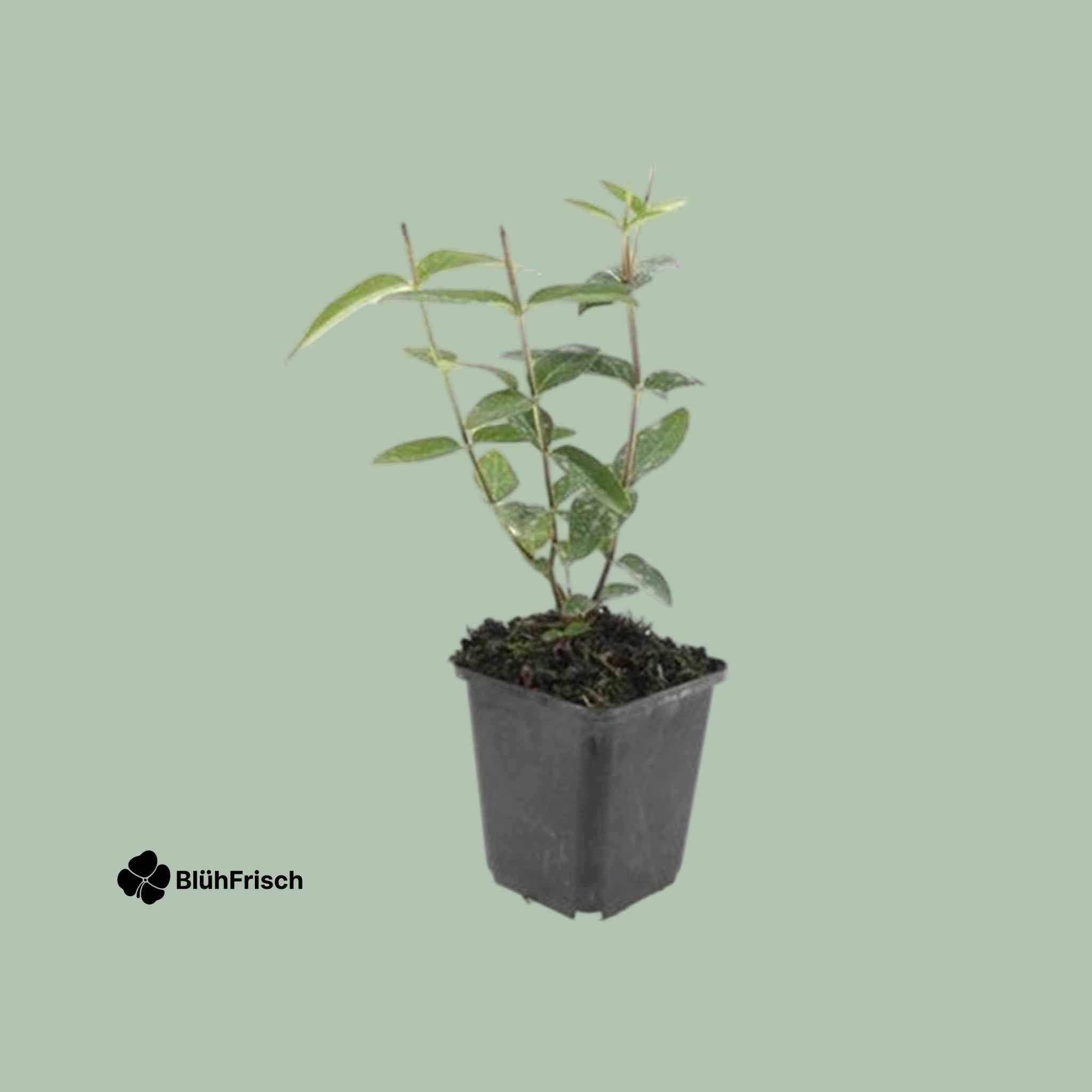 24x Hypericum inodorum 'Rheingold' - ↕10-25cm - Ø9cm