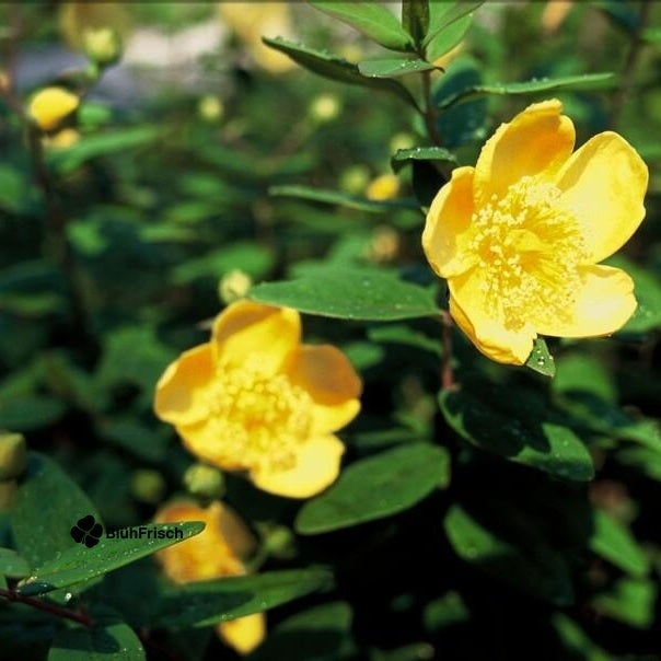 48x Hypericum dummeri 'Peter Dummer' - ↕10-25cm - Ø9cm