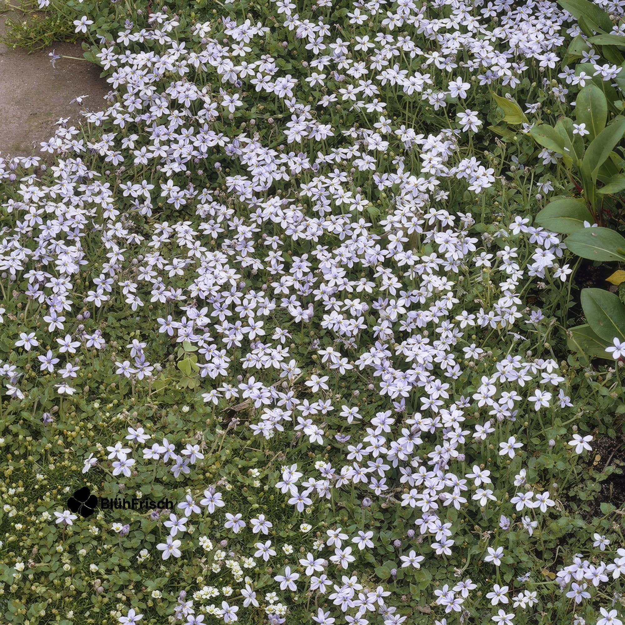 24x Isotoma fluviatilis - ↕10-25cm - Ø9cm