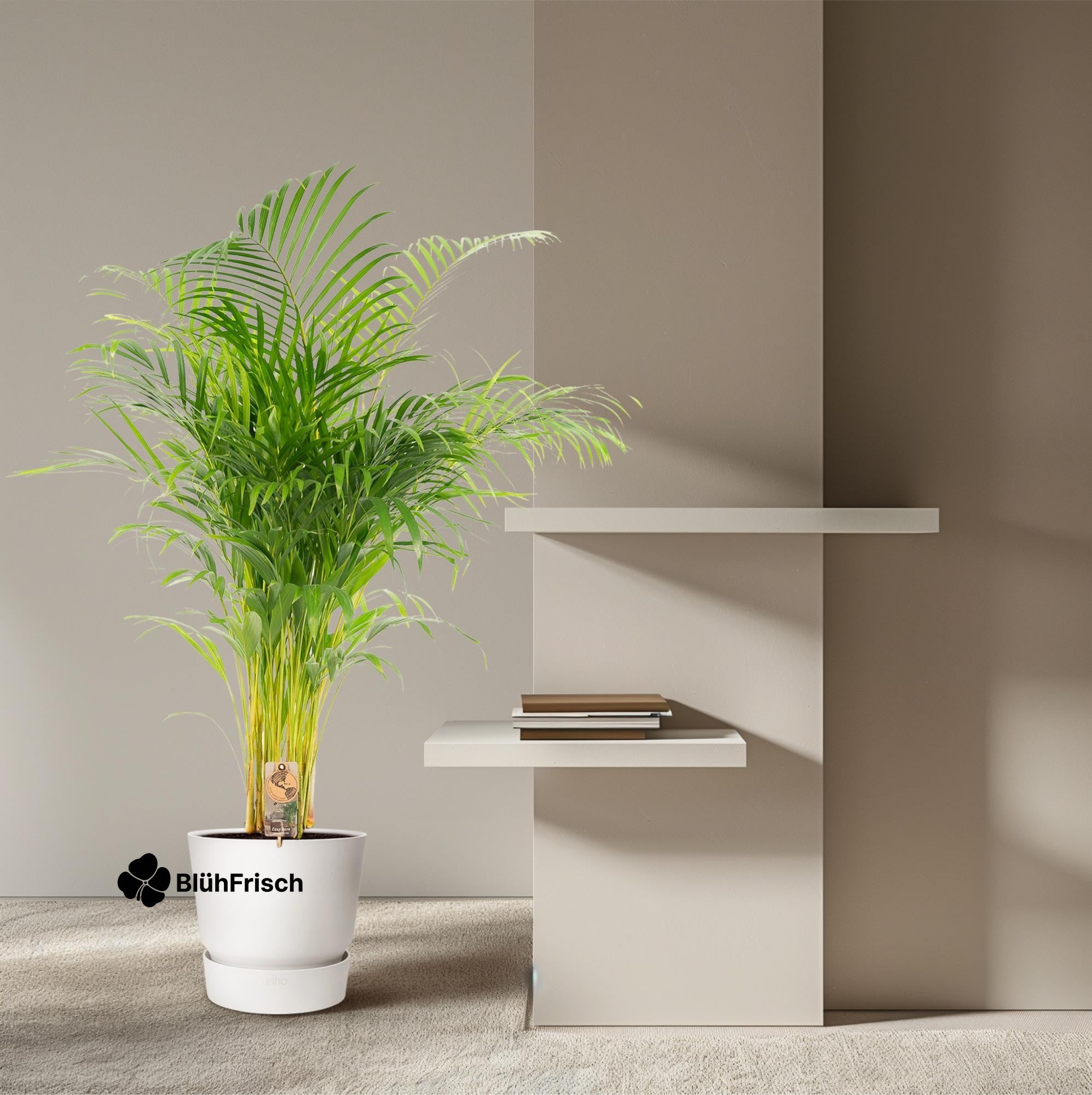 Areca-Palme - Ø21cm - ↕130cm