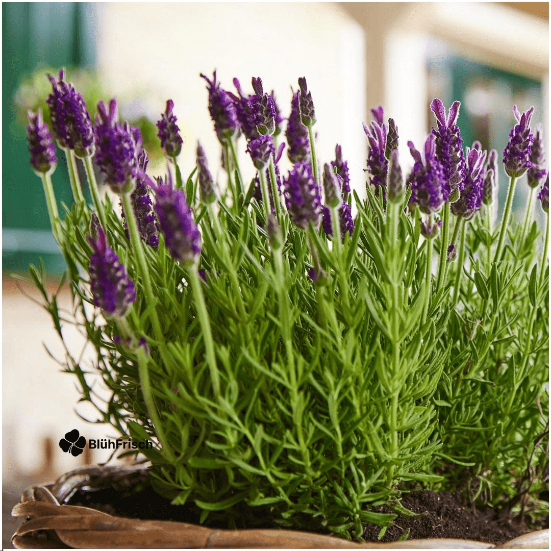 6x Lavandula stoechas Anouk® - 12 cm pot - Set van 6 Franse Lavendels