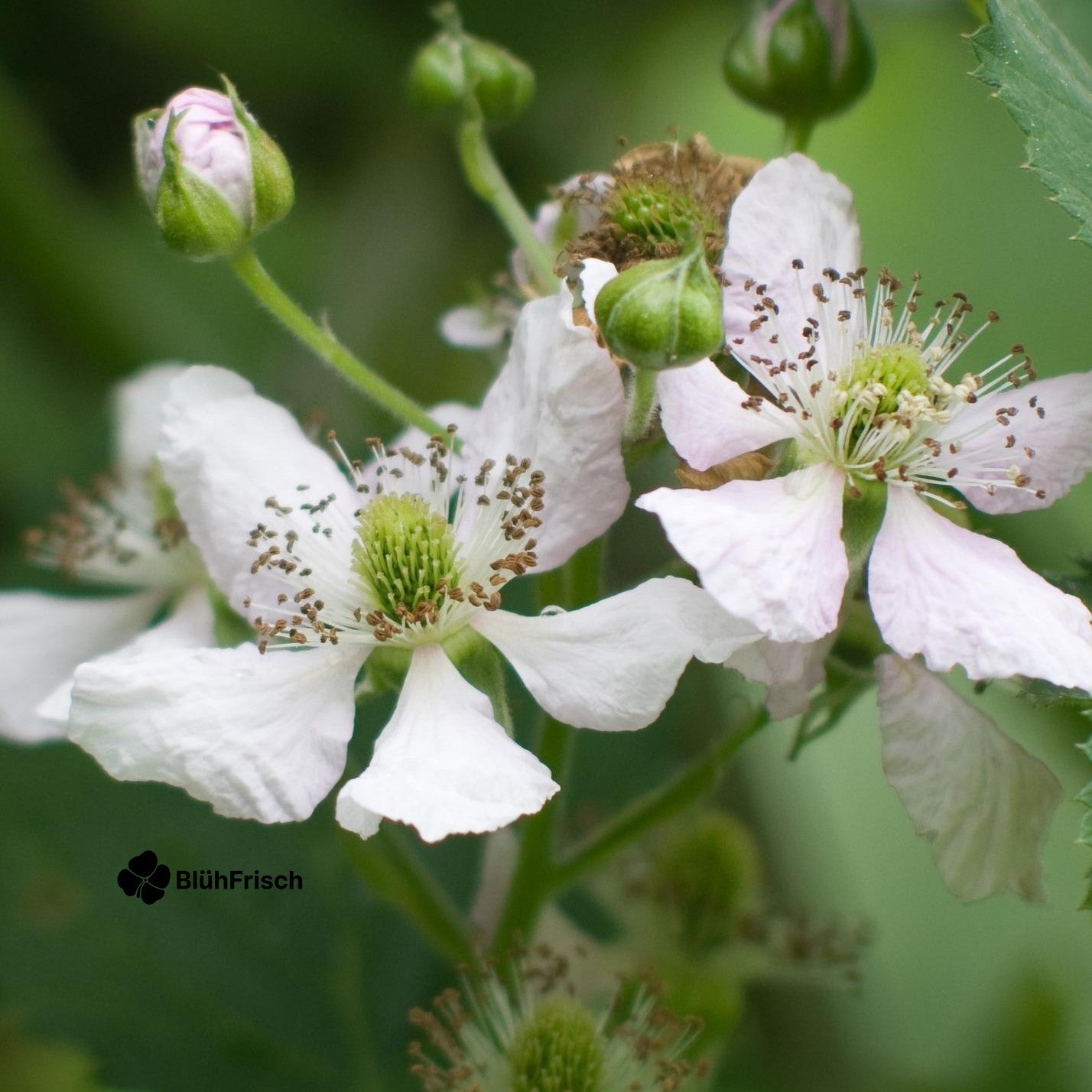 Rubus fruticosus 'Thornless Evergreen' - Dornenlose Brombeere - Ø13cm - ↕45cm