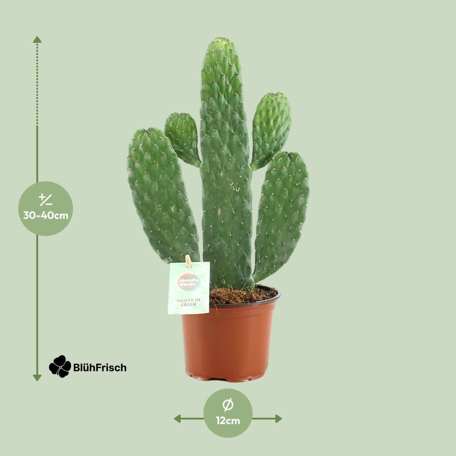 Opuntia Rubescens Consolea - Ø12cm - ↕35cm