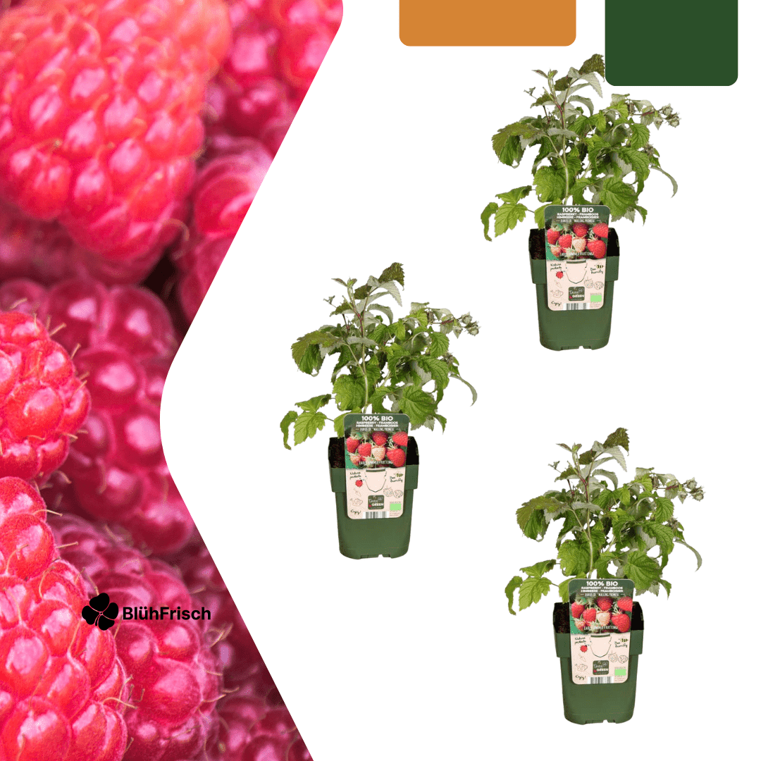3 x Bio-Himbeerpflanzen – Ø 13 cm – ↨ 20 cm