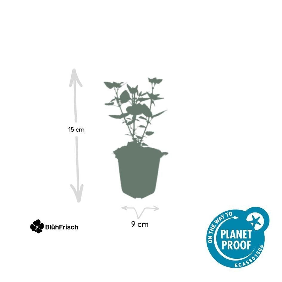 24x Agastache 'Blue Fortune' - ↕10-25cm - Ø9cm