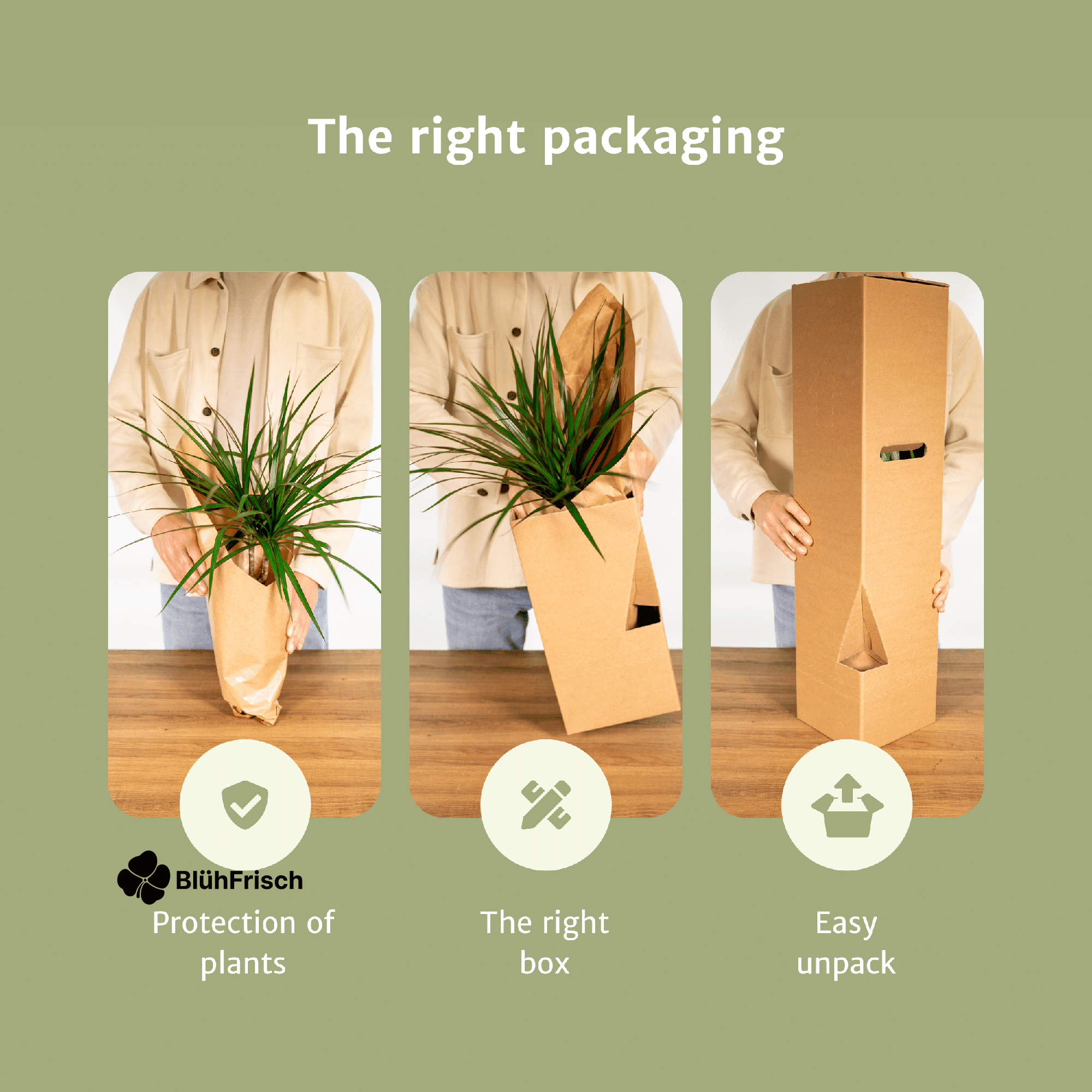 Chamaedorea Elegans Mexikanische Bergpalme - 2 Stücke - Ø12cm - ↕40cm