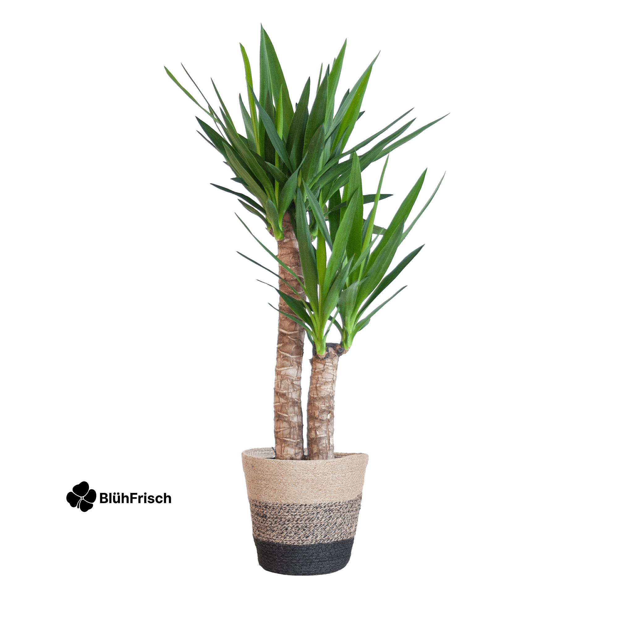 Yucca Elephantipes mit Korb Lissabon Schwarz - 90cm - Ø21