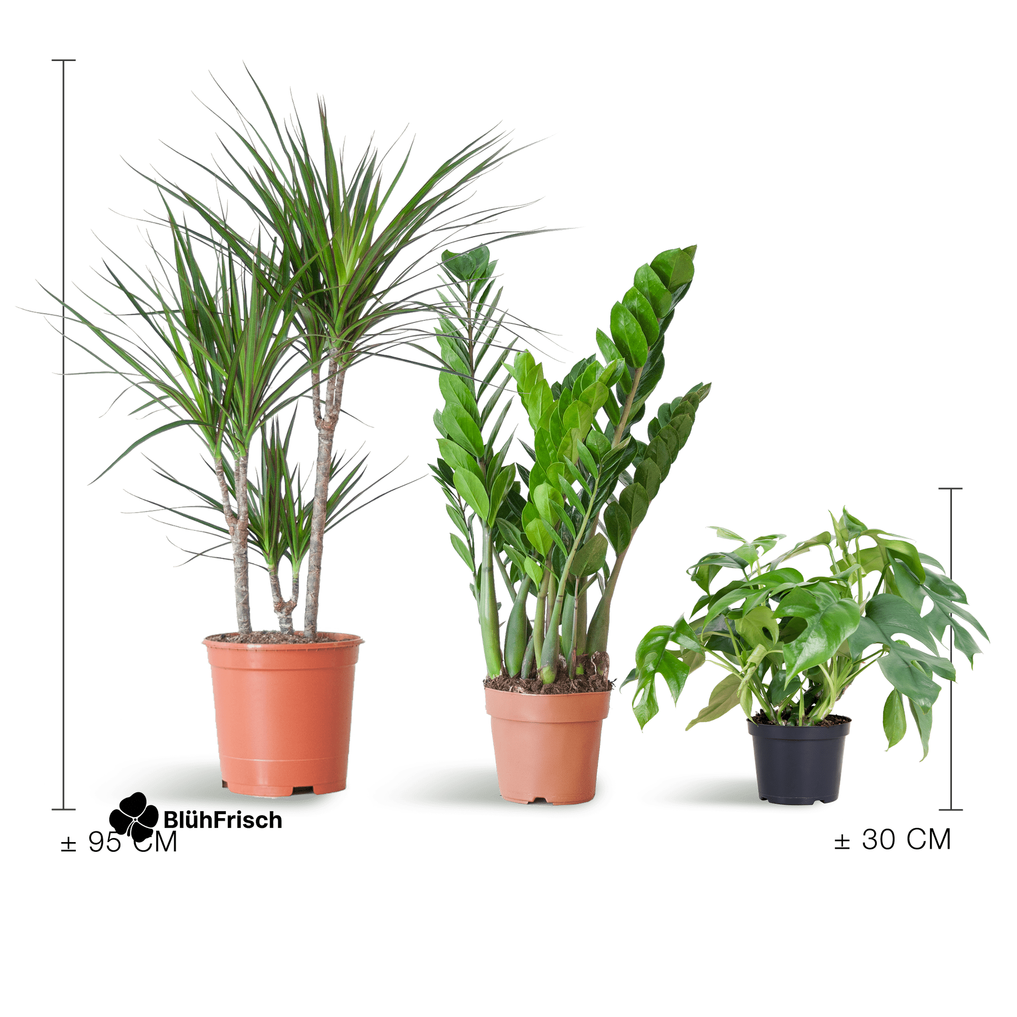 Shade Plant Box - medium - ohne Dekotopf