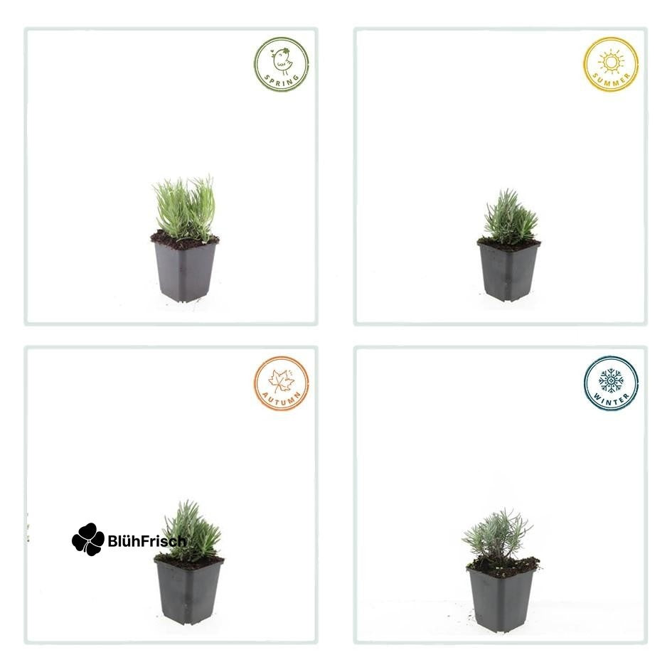 24x Lavandula ang. 'Dwarf Blue' - ↕10-25cm - Ø9cm