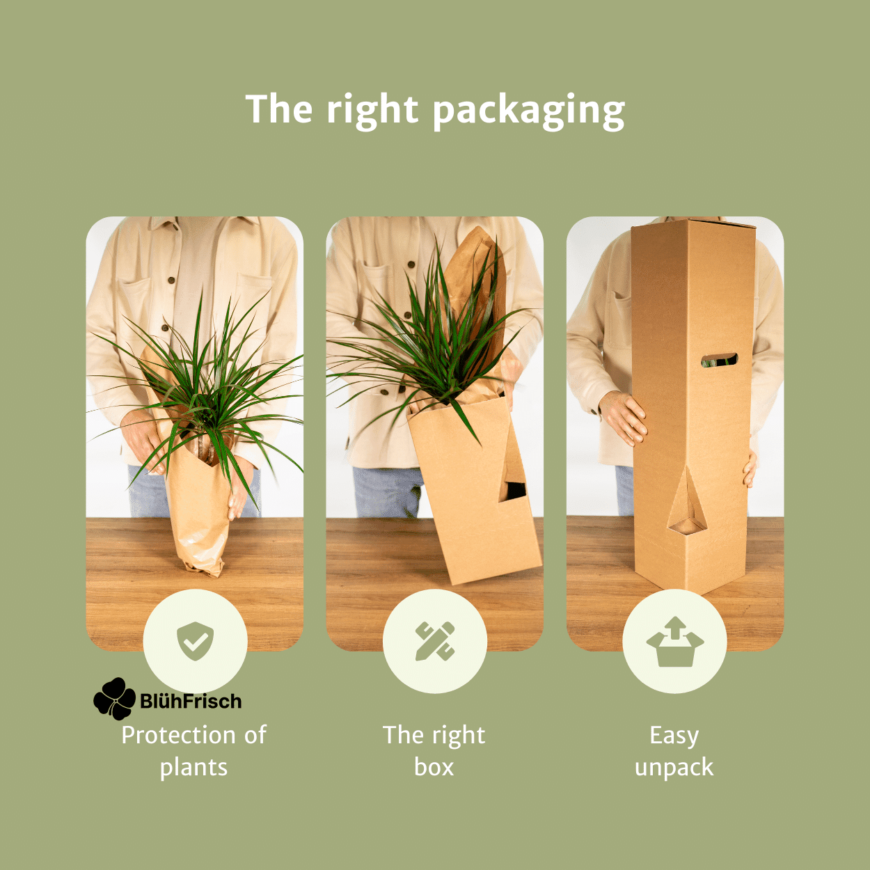 2x Aloe Vera - Sukkulente - 40cm - ø12