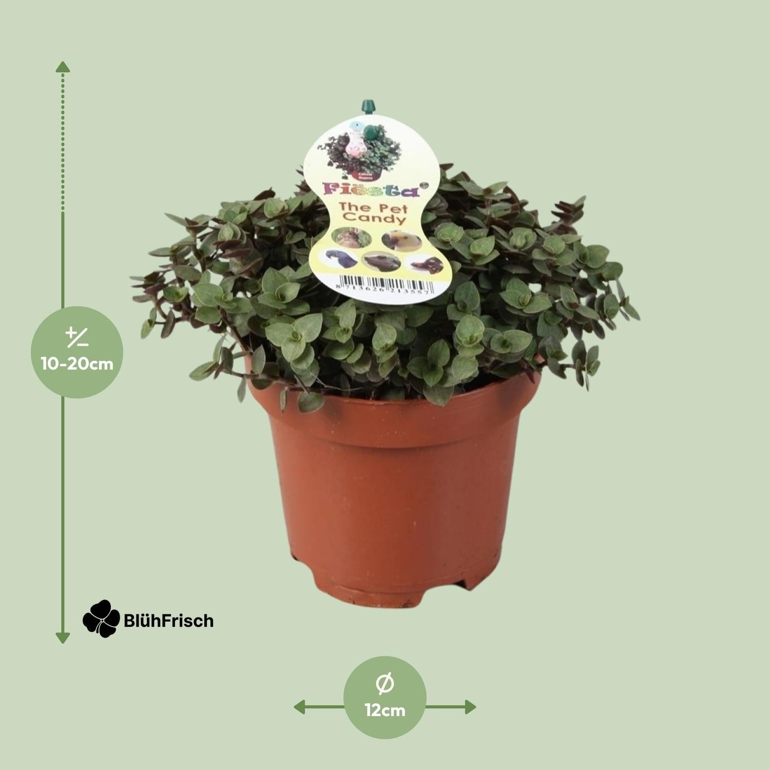 Calissia Repens - Ø12cm - ↕17cm