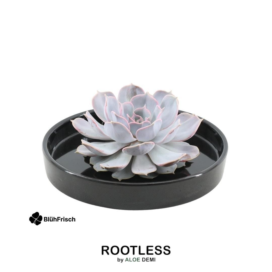ROOTLESS Succulent Echeveria Lilacina in Schale 'schwarz' Ø20 cm - ↕5 cm