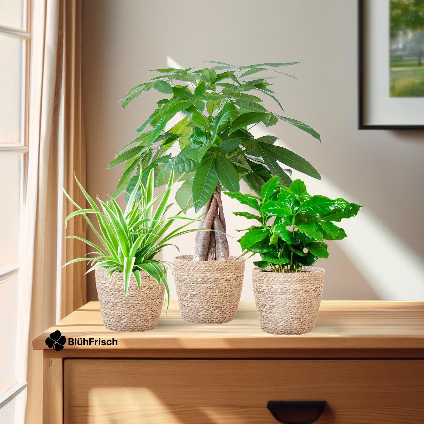 Tierfreundlicher Pflanzenkasten - klein - mit Korb Sofia natur - Ø12