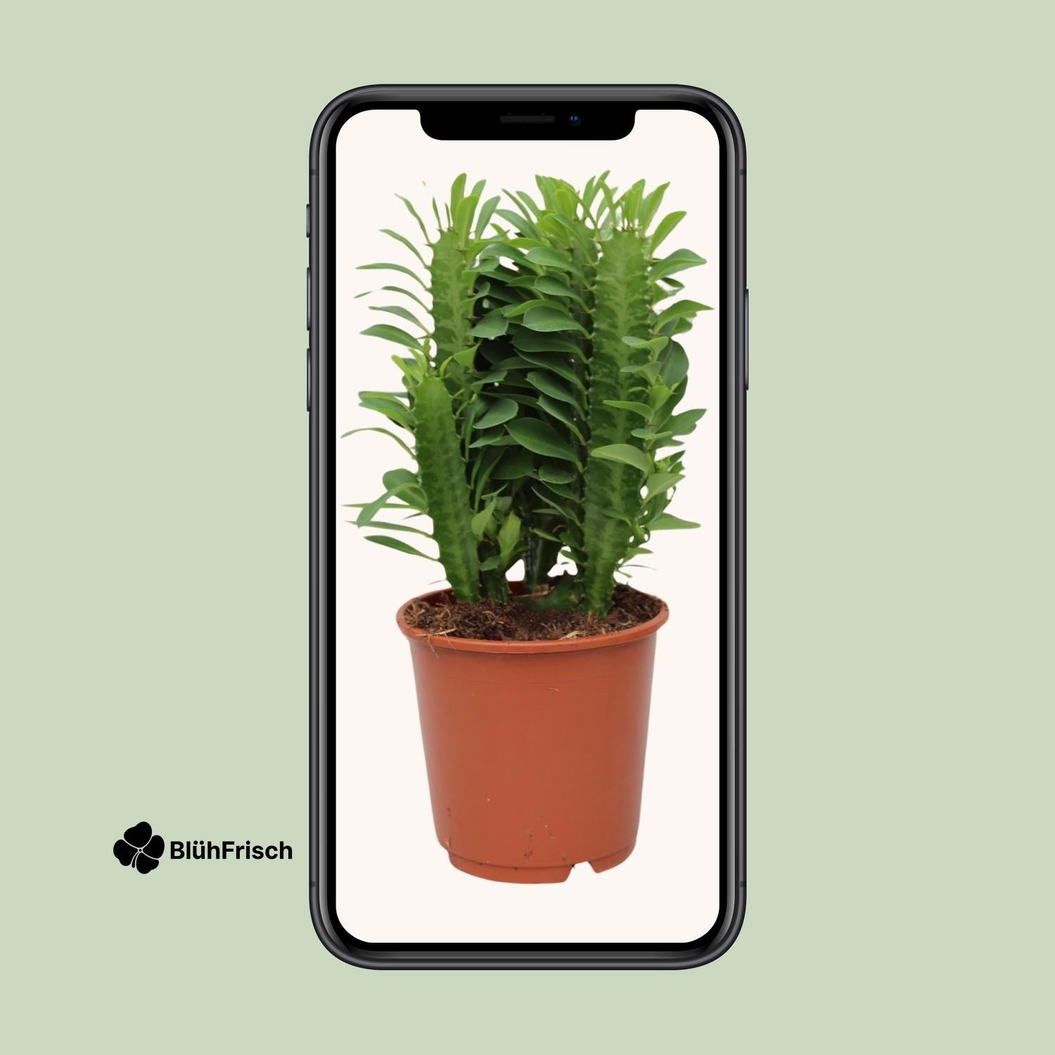 Euphorbia Trigona - Ø12 cm - Höhe ca.40 cm