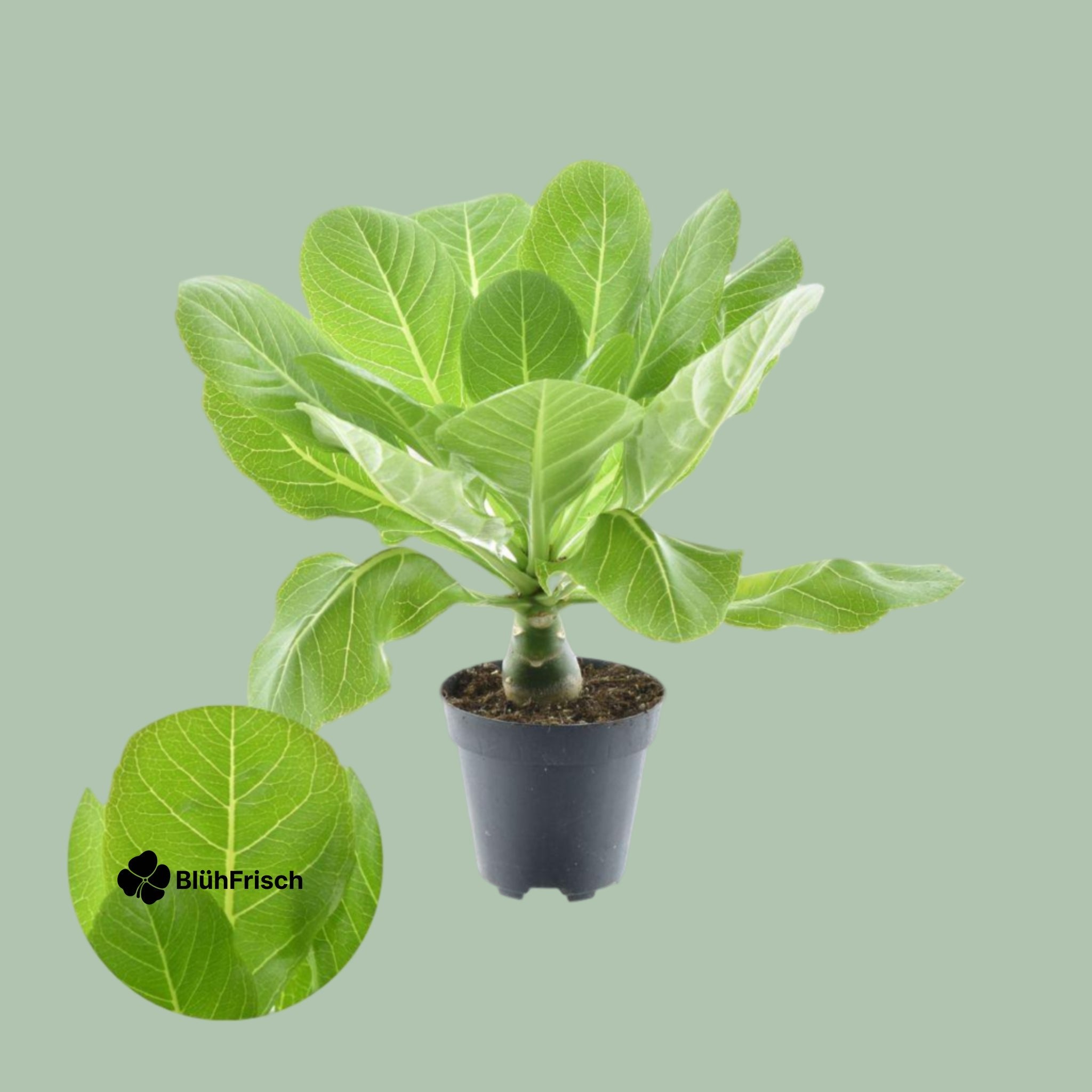Brighamia Insignis 'Hawaii Palme' P12 - Ø12cm - ↕37cm