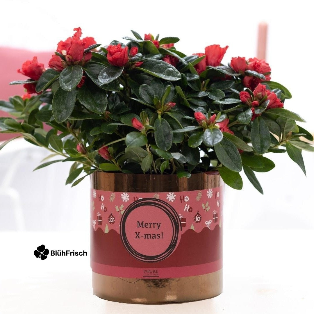 Azalea Red In Keramiktopf Goldbronze Ø12cm ↕25cm