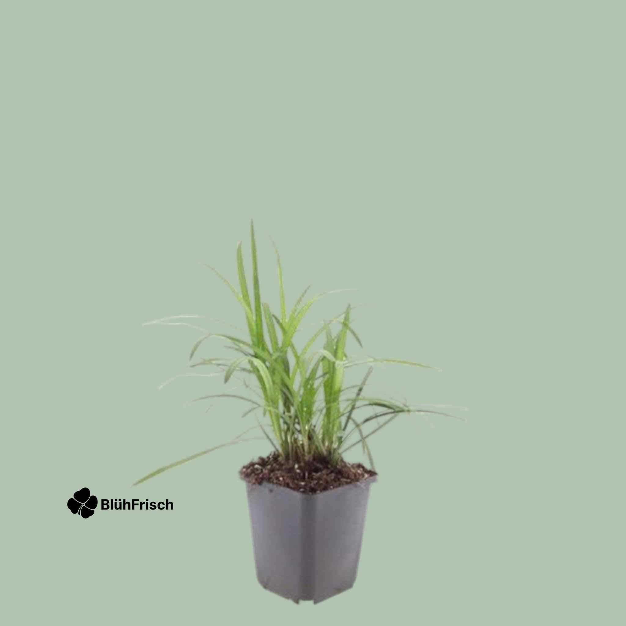 48x Liriope muscari 'Moneymaker' - ↕10-25cm - Ø9cm