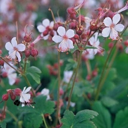 24x Geranium macr. 'Spessart' - ↕10-25cm - Ø9cm