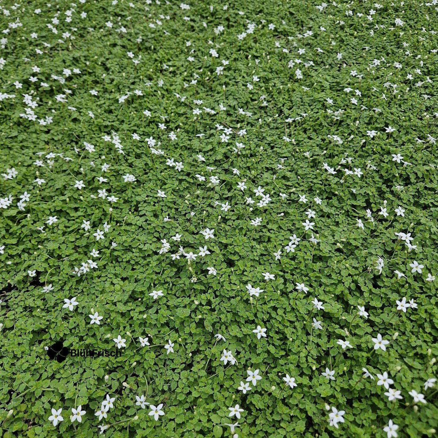 24x Isotoma fluviatilis 'Alba'- ↕10-25cm - Ø9cm