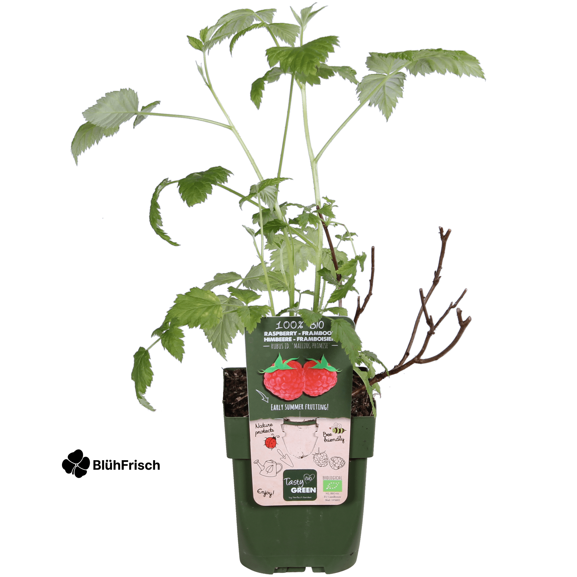 Rubus idaeus 'Malling Promise' - Ø13cm - ↕45cm