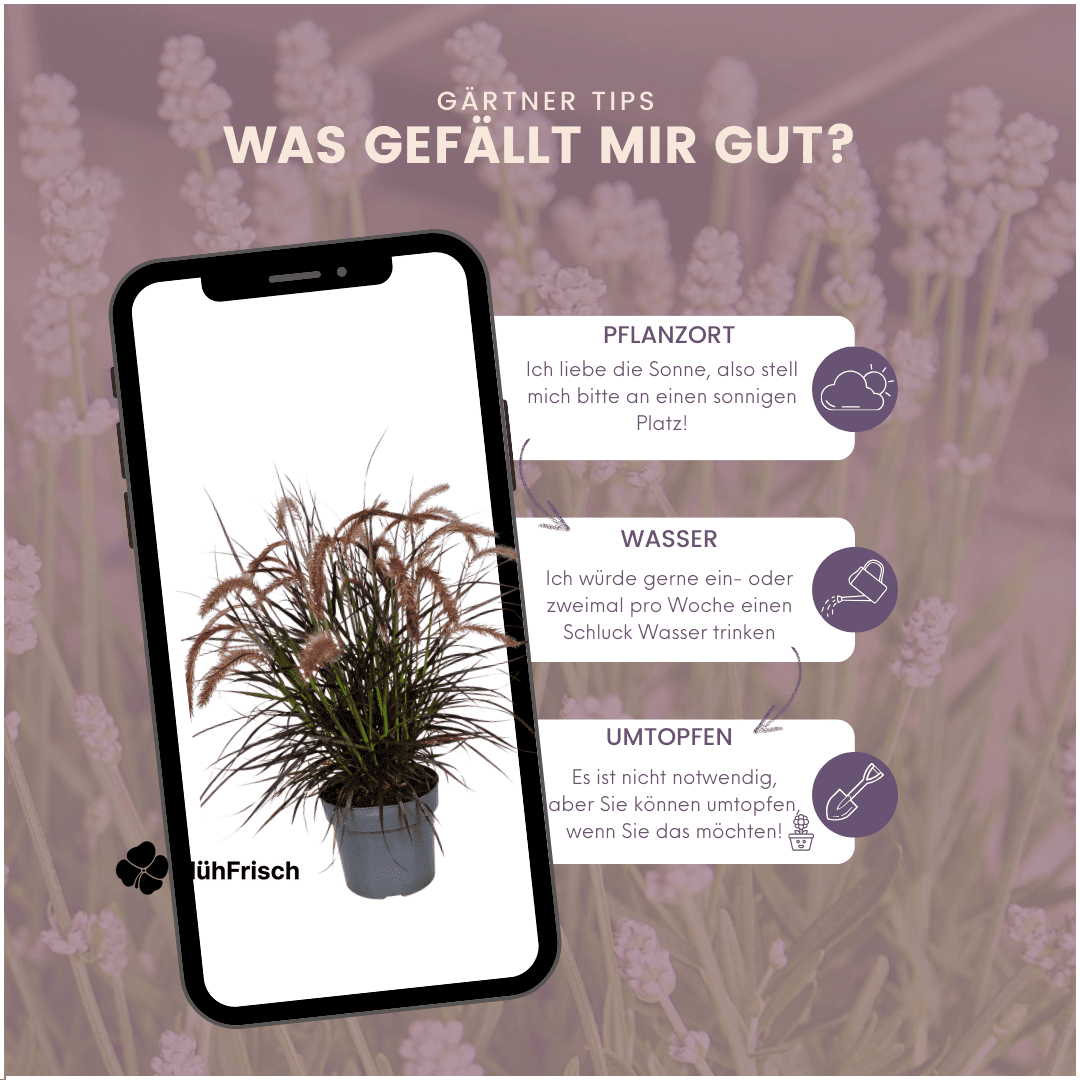 2 x Pennisetum 'Tiny Tails' - Ø19 cm - ↨ 40-50 cm
